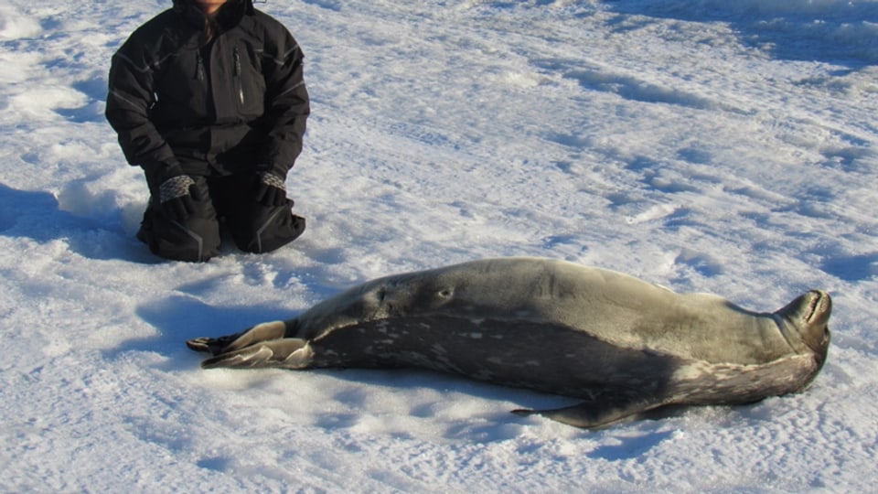 Shabnam Choudhary, PhD